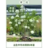 Plántulas de Hortensia de Madera China Cubo de Plantación para Exteriores Bola de Arpillera Semillas de Flores Patio Casa Montón Viejo de Madera Plantas en Maceta