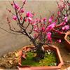 Bonsái de Ciruelo Florido en Maceta, Tronco Viejo, Ciruelo Rojo y Ciruelo de Invierno, Plantas Resistentes al Frío para Balcones Interiores y Jardines de Patio