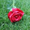 Venta al por mayor de rosas artificiales de franela individuales para sujetar flores, decoración para bodas y el hogar, flores falsas.