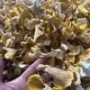 Venta al por mayor de Champiñones de la Cantarela Nuevos de Yunnan, Amarillo Grasa de Pollo, 1 Libra por Bolsa, Descuento por Cantidad Grande, Secos de Alta Calidad, Soporta Dropshipping
