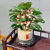 Planta en Maceta Árbol Bodhi con Fruta Bonsái Planta de Interior para Oficina Decoración de Escritorio Planta Verde Zen China
