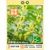 Plántula de Osmanthus en Maceta Osmanthus de Cuatro Estaciones Osmanthus Dorado Planta de Interior de Aroma Fuerte Patio Árbol Grande Dorado Maceta Flor Plantación en Suelo