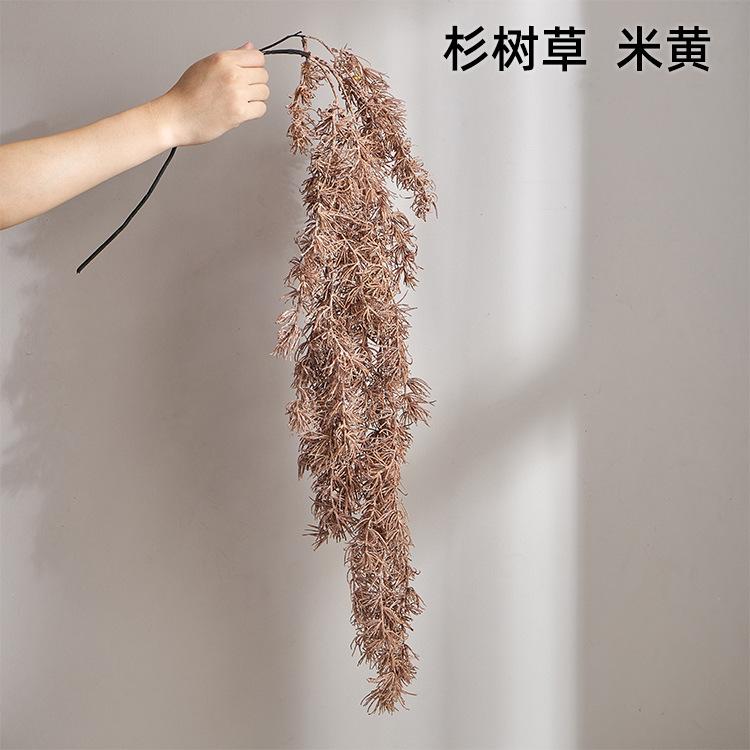 杉树草 米黄