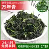 Suministro del Fabricante Aspidistra Deshidratada AD Verduras Deshidratadas Secas Verduras Verdes Secas Relleno para Baozi Verduras Verdes Secas Verduras Aspidistra