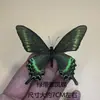 Exposición de Especímenes de Mariposas Reales Alas Extendidas Varias Mariposas Originales Mariposas Híbridas Mariposa Cola de Golondrina Rayada Verde Mariposa Gris Elegante Escarabajo de Insectos Leide Infantil