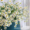 Base de Manzanilla de Kunming al por mayor Doble Manzanilla Base de Flor Fresca Período de Floración Prolongado Fragancia Corte Fresco