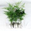 Espárragos en Maceta Adornos de Escritorio de Oficina Micro Paisaje para Sala de Estar Fácil de Cuidar Bonsái Plantas Perezosas Fáciles de Cultivar Plantas Pequeñas en Maceta