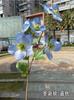 Primavera e verão branco verde casamento simulação flores 5 Natal mei tu Kwai casamento casa decoração macia flores falsas atacado