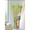 Plantas Verdes Hidropónicas de Interior, Ramas Frescas de Sauce Dragón, Flores en Maceta, Follaje, Purifican el Aire, Buenas para la Sala de Estar, Se Pueden Cultivar en Todas las Estaciones