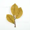 Nueva simulación de alta calidad, hoja de magnolia de tres ramas, resorte de hoja, color de otoño, material de accesorios de plantas verdes calientes de Amazon, hecho a mano para bricolaje