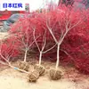 Plántulas de Arce Rojo, Arce Rojo Japonés Rojo de Cuatro Estaciones, Bonsái Red Dancer, Árbol Grande en Maceta, Planta para Enverdecer el Patio, Arce Rojo de Tres Estaciones