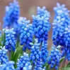Bulbos de jacinto holandês no atacado para cultivo em solo e hidropônico, sementes de flores para plantio de outono e inverno, resistentes ao frio e florescendo no mesmo ano