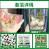 Tulipanes Hidropónicos al por Mayor 5 Grados Bulbos Grandes Resistentes al Frío para Invierno Interior/Exterior Fáciles de Cultivar para Principiantes Flores en Maceta Plantas