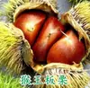 Uma muda de castanha para entrega, extra grande, plantada no norte e sul, Dahongpao, e frutificando no mesmo ano, plantada em Qianxi, castanheiras enxertadas