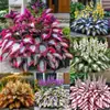 Suministro Transfronterizo Semillas de Flor de Hosta de Hoja de Color, Semillas de Flor de Hosta, Semillas de Flor en Maceta, Semillas de Flor de Grulla Blanca, Semillas de Flor de Hosta