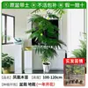 Plántulas de Banyan en Maceta Jacaranda Rojo Árbol Grande Plantas de Embellecimiento Sala de Estar Interior Plantas Verdes Paisajismo Árboles para Paisajismo de Puertas