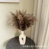 Fábrica de decoração de flores secas de junco Puxi pequena Luchai atacado estilo nórdico flor eterna Puxi transfronteiriço Amazon