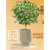 Plántulas de Osmanthus Florales en Maceta Todo el Año Osmanthus Agosto Osmanthus de Interior Fácil de Cultivar Comestible Balcón Patio Plantas Muy Aromáticas