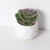 Uau, simulação personalizada de planta suculenta, planta verde, cacto, decoração para escritório interno, combinação de bonsai em vaso, atacado