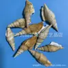 Artesanías de Caracolas Naturales Vendidas por Libra para Acuarios, Fotografía, Educación de Estudiantes y Niños, Minería y Uso Marino