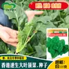 Changfeng Hong Kong Espinafre de Folha Grande de Crescimento Rápido 388 Sementes Sementes de Espinafre Verde de Folha Grande e Grossa Sementes de Espinafre para Horta e Terraplenagem