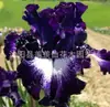 Semillas de rizomas de iris de flor azul, semillas de flores de bulbo, fáciles de cultivar y florecen todo el año, adecuadas para paisajismo de jardines y plantas en maceta