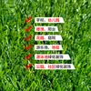 Alfombra de césped artificial de simulación de la Torre Verde de Guangzhou, césped para jardín de infantes, césped para bodas, césped al aire libre, venta al por mayor