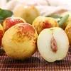 Venta minorista en línea de plantones de azufaifo de invierno Zhanhua de tercera generación, plantas en maceta para el norte y el sur, plantación en suelo resistente al frío, plantones de fruta de azufaifo injertados extra grandes
