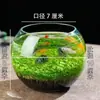 Acuario Ecológico Acuario Hierba Acuática Micro Paisaje a Hoja Huevo de Dragón Vidrio Planta Verde diy Pequeño Hidropónico Casero de Escritorio