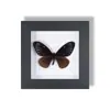 Especimen Decorativo Colgante de Mariposa Real Raro y Precioso, Adorno de Insecto con Marco de Madera Maciza, un Regalo Único para un Amigo Cercano