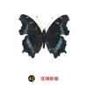 Especímenes Tridimensionales de Mariposas e Insectos Reales para la Educación Científica Infantil en Jardines de Infancia, con Alas Extendidas, Diseño de Estilo Fotográfico 1