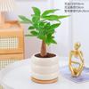 Planta de Bonsái Plantas de Interior Árbol del Dinero Flores de Escritorio Bambú Ciprés Fácil Cuidado Bonsái Pequeño Helecho Espárrago