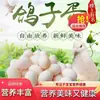 Huevos de Paloma de Regalo, Frescos de Calidad Premium, Envío Gratis, Granos Enteros, La Elección Preferida del Bebé, Productos de Granja de Corral