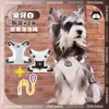 Correa para Perro Perro Bichón Corgi Arnés Perro Mascota Teddy Estilo Chaleco Grande Mediano Pequeño Shiba Inu Correa