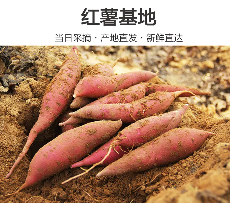 福建六鳌蜜薯 代发3斤流油可蒸煮生地瓜板栗香根茎食材新鲜蔬菜详情图9