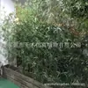 Decoração de bambu artificial planta de bambu falsa paisagem bambu biônico Zen planta verde externa tela divisória de corredor