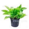 Espejo de Flores Macizo de Flores Planta Perenne Semillas de Hosta Phnom Penh Maceta Planta Perenne de Jardín Flor Resistente al Frío Espejo de Flores Semillas de Flores