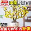 Mudas de Ameixeira Vermelha de Tronco Velho em Vasos, Flores de Bonsai de Ameixa de Inverno, Fáceis de Cuidar, Plantas Verdes para Todas as Estações, Adequadas para Jardins Internos e Externos, Resistentes ao Frio no Inverno