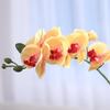 Flor Artificial toque phalaenopsis decoração de casa planta artificial decoração de casamento fábrica de flores artificiais atacado