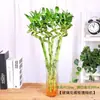 Atrae Riqueza y Tesoro Planta Hidropónica de Bambú Transferencia de Bambú Flor Planta Verde Interior Maceta Rábano Verde Cesta Flor Cultivada en Agua Árbol de la Fortuna con Raíces