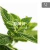 Menta Europea Menta Piperita India Aceite Esencial Único Aromaterapia Fragancia Materia Prima