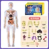 Modelo de Estructura de Órganos Internos Humanos Transfronterizo Material Didáctico Modelo de Estructura Facial Órganos Desmontables Cuerpo 3D Juguetes para Niños