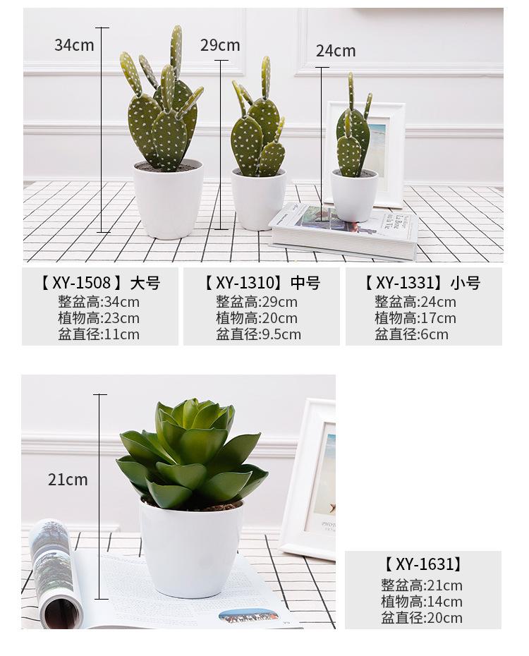 仙人掌小盆栽_05.jpg
