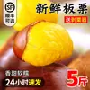 Castanhas Frescas Cruas de Dandong 2025, Castanhas Cruas da Estação, Castanhas Frescas, Castanhas Selvagens Macias Recém-Colhidas, Grãos de Castanha Grandes