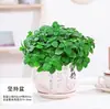 Planta en Maceta con un Toque de Fragancia, Planta Verde con Aroma Fuerte para Sala de Estar, Balcón, Repelente de Mosquitos, Repelente de Insectos, Suculenta con Aroma, con Tierra para Macetas