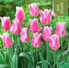 Semillas de bulbos de tulipán, bulbos holandeses de pétalo simple de 5 grados, flores de interior en maceta, florecen todo el año, fáciles de cuidar, aptos para cultivo hidropónico, venta al por mayor