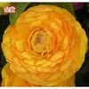 Bulbos de Ranúnculo, bulbos de Peônia, Peônias de flor dobrada, plantas fáceis de cultivar e resistentes para todas as estações, mudas de flores em vasos