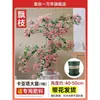 Nuevo Bonsái de Buganvilia con Capullos de Flor Plantas de Floración Interior Balcón Tocón Viejo Plántula Extra Grande Floración Cuatro Estaciones