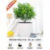 Autênticas plantas em vaso de pimenta perfumada, para interior e exterior, plantas repelentes de mosquitos, mudas, bonsai de pilha antiga, plantas verdes muri