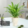 Helecho Nido de Pájaro Helecho en Maceta Planta de Interior Verde Plantas Florales Sala de Estar Oficina Escritorio Planta Novedosa Perenne Todo el Año